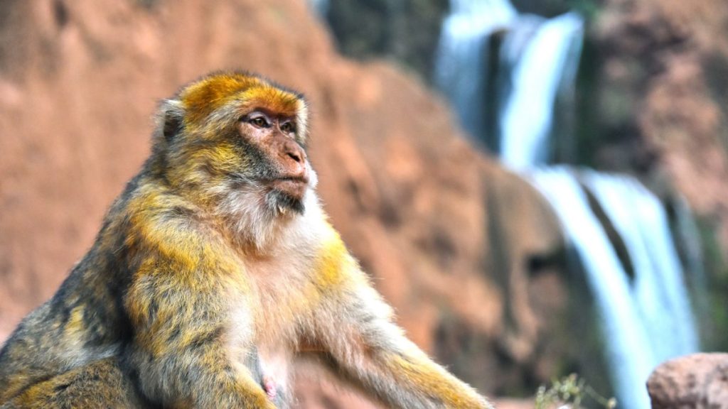 Ouzoud Falls barbary macaque 1200x675 1